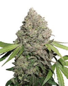 Buy Double Dream