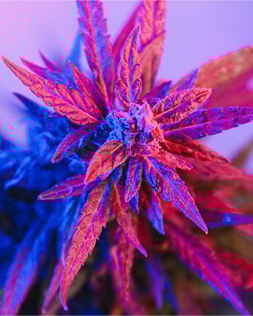 Buy Granddaddy Purple Seeds