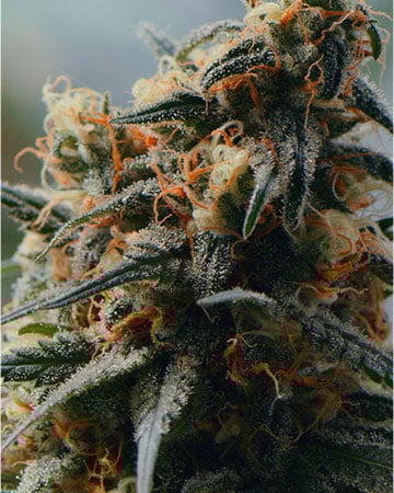 Buy Master Kush