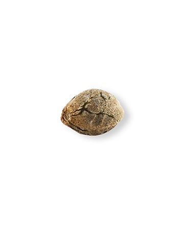 grow-cannabis-with-best-yield-results-master-kush