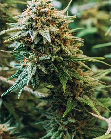 Buy Master Kush