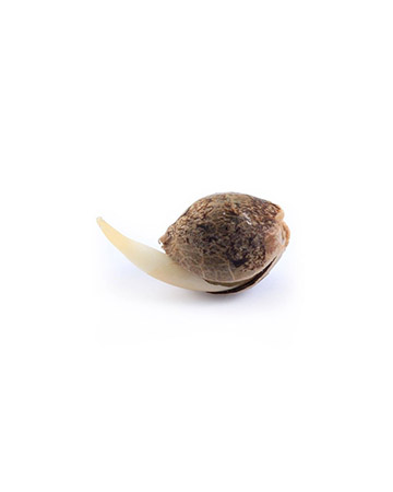 get Afgoo Feminized Cannabis Seeds