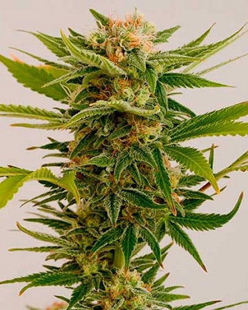 Buy Afgoo