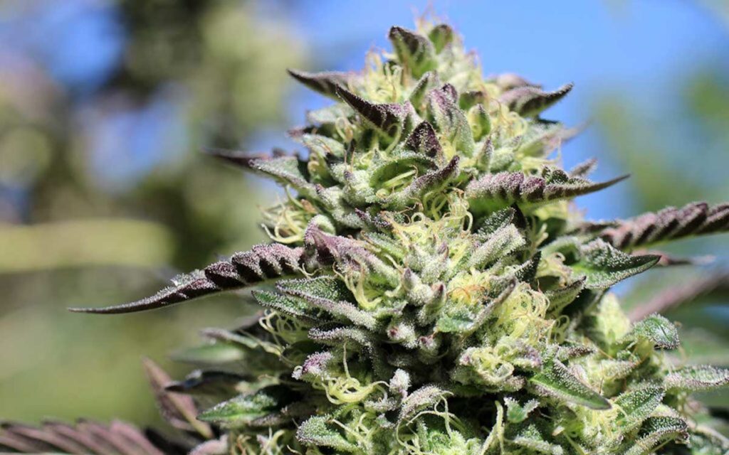 get Kush Seeds For Sale