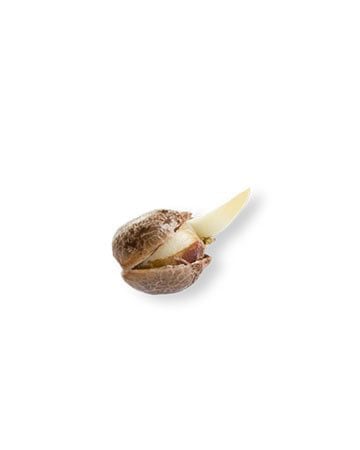 Buy Chocolope Seeds