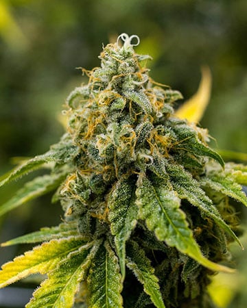 Buy Super Lemon Haze