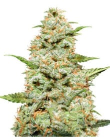 Buy Tangie