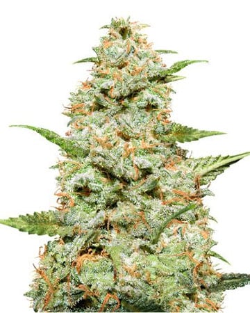 Buy Tangie