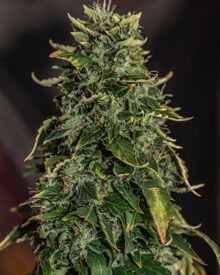 Buy Sour OG