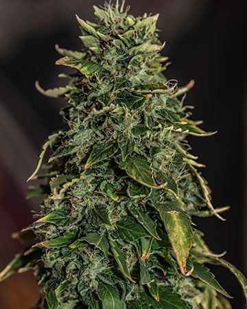 Buy Sour OG