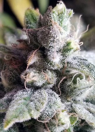 Buy Tangie