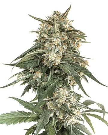 Buy-premium-seeds--Banana-OG-Feminized-Cannabis-Seeds-on-sale[1]