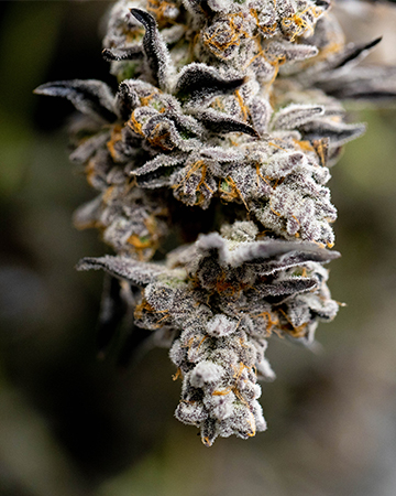 Buy Banana OG Seeds