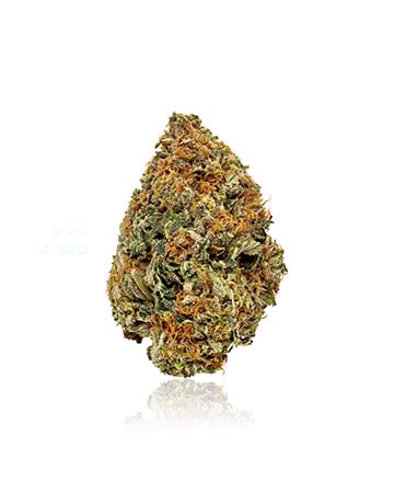 Buy Banana OG Seeds