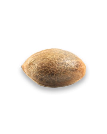 deliver Purple Urkle Feminized Cannabis Seeds vancouver