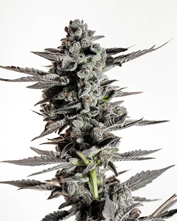 Buy Banana OG Seeds