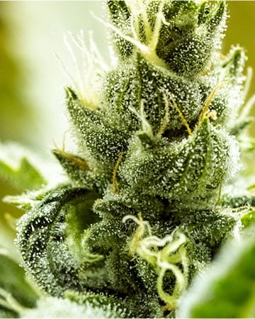Buy Obama Kush