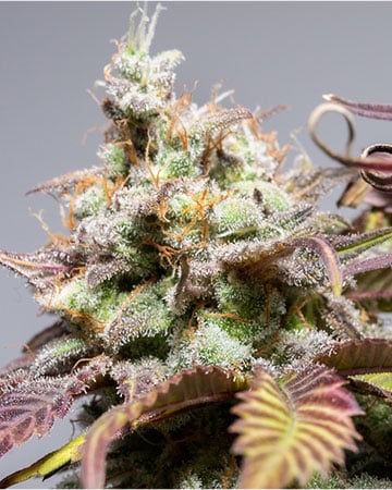 Buy Presidential OG