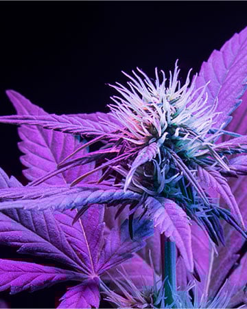 Buy Purple Urkle