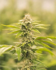 Buy Ingrid Feminized Cannabis Seeds
