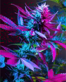 Buy Purple Urkle