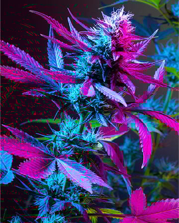 Buy Purple Urkle