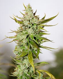 Buy Chernobyl Seeds