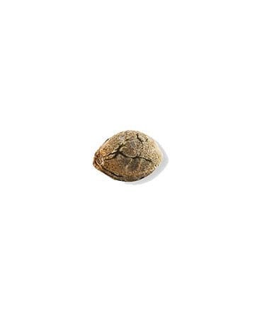 Single Cherry Pie Seeds