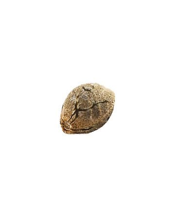 grow-cannabis-with-best-yield-results-Chernobyl-Feminized-Cannabis-Seed[1]