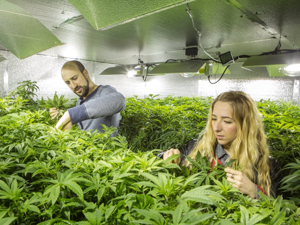 get Kush Seeds For Sale