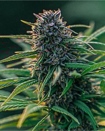 Buy Skunk Seeds Feminized