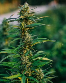 Buy Skunk Seeds Feminized