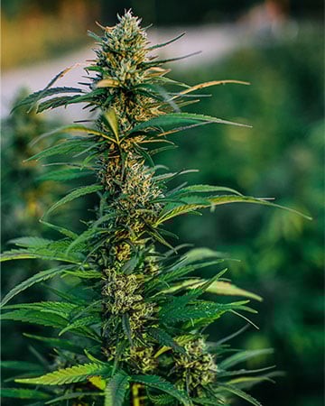 Buy Skunk Seeds Feminized