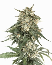 Buy Jilly bean Seeds