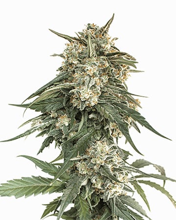 Buy Jilly bean Seeds