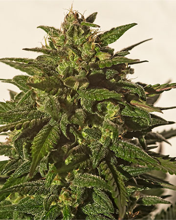 Buy Jilly bean Seeds