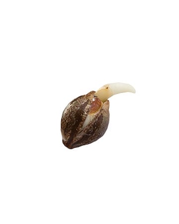grow-cannabis-with-best-yield-results-Jillybean-Feminized-Cannabis-Seed
