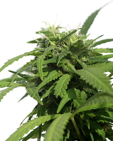Buy G13 Cannabis