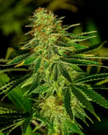 Buy $100 OG Seeds