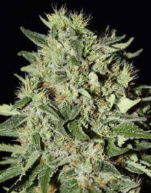 Buy White Rhino