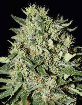 Buy White Rhino