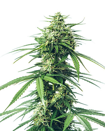 buy premium quality seeds white rhino