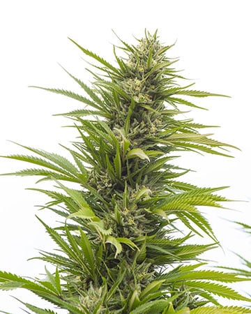 Buy G13 Cannabis