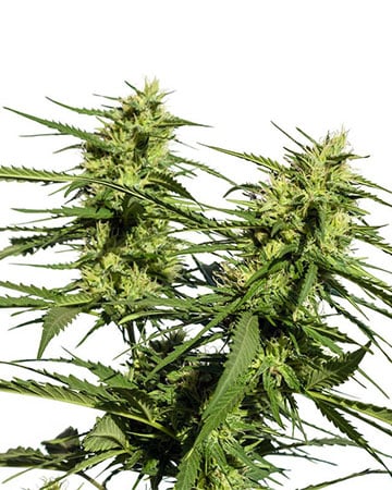 Buy High THC Combo Pack