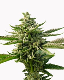 Buy Durban Poison Auto