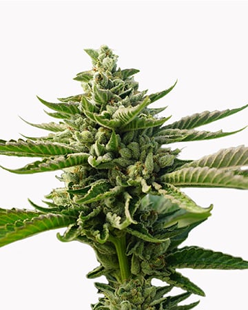 Buy Durban Poison Auto