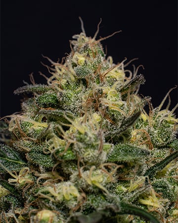 Buy Blackberry Kush