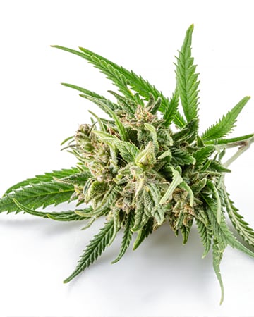 Buy Durban Poison Auto