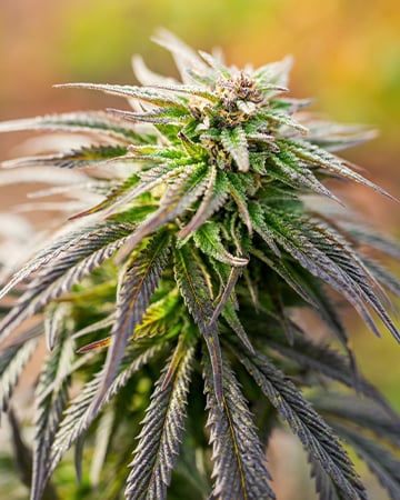 Buy Lemon Skunk Auto