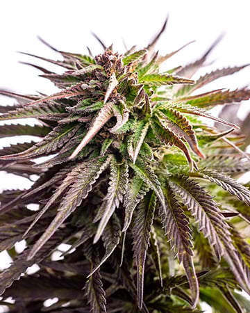 Buy White Widow Auto